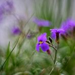 Unterwegs im Weinberg - Griechisches Blaukissen