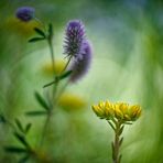 Unterwegs im Weinberg - Hasen-Klee und fette Henne