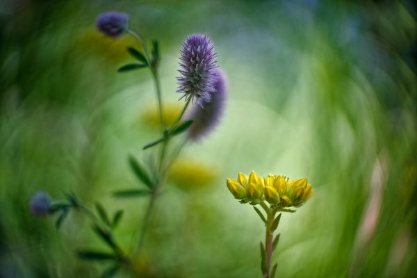 Unterwegs im Weinberg - Hasen-Klee und fette Henne