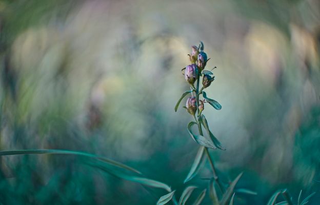 Unterwegs im Weinberg - Samenstand des Leinkrauts