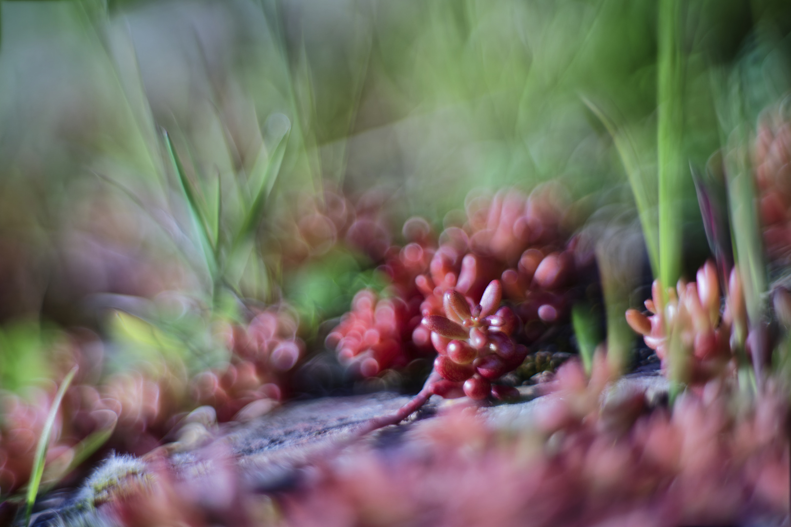 Unterwegs im Weinberg - Sedum