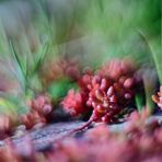 Unterwegs im Weinberg - Sedum