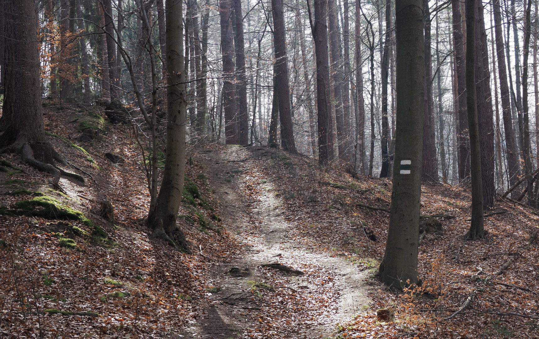 unterwegs im Wienerwald