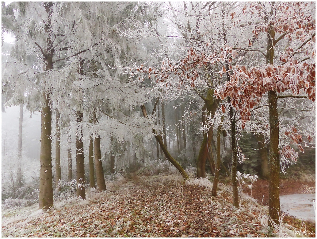 Unterwegs im winterlichen Wald , 02