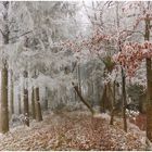 Unterwegs im winterlichen Wald , 02