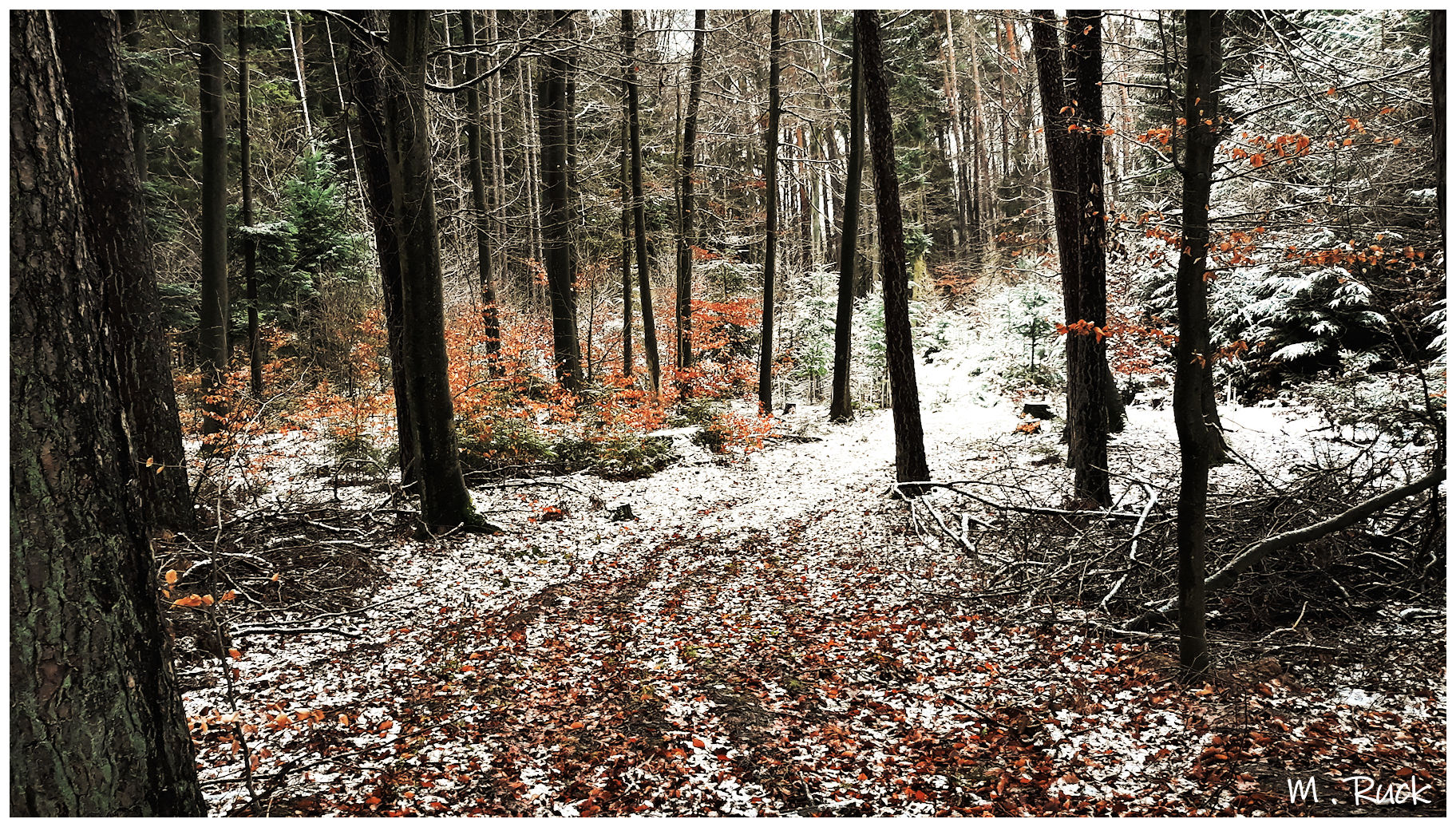 Unterwegs im winterlichen Wald 