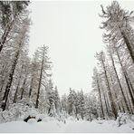 Unterwegs im Winterwald