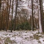 Unterwegs im Winterwald 