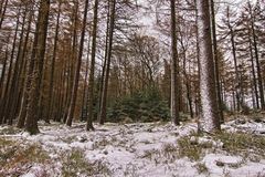 Unterwegs im Winterwald 