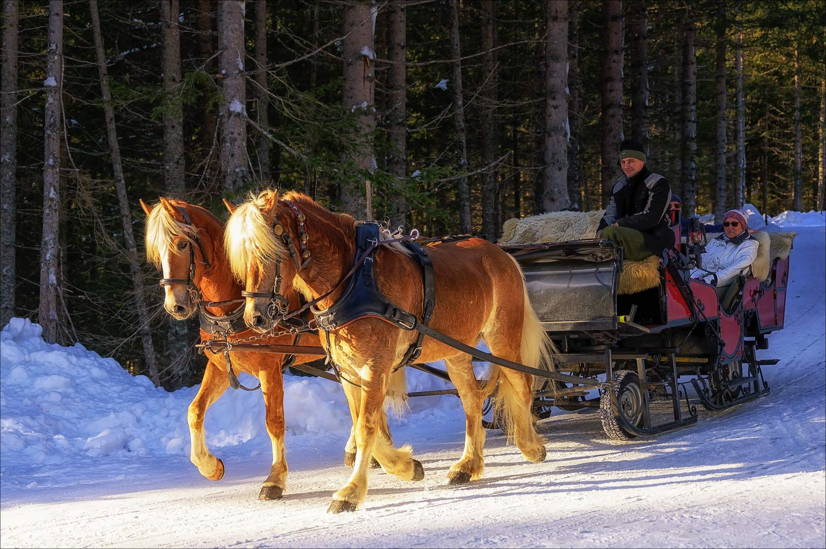 Unterwegs im Winterwald