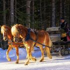 Unterwegs im Winterwald