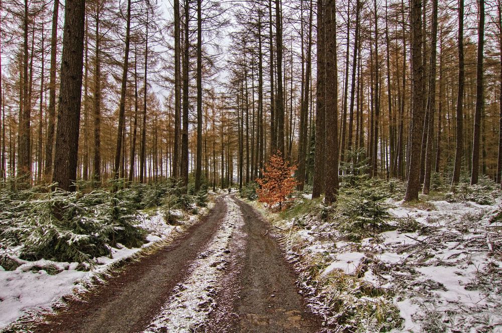 Unterwegs im Winterwald II