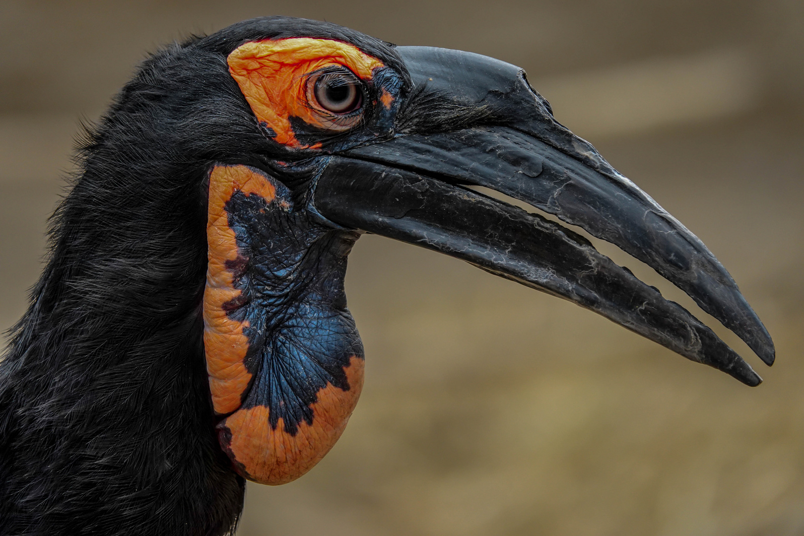 Unterwegs im Zoo Duisburg ( 01 )