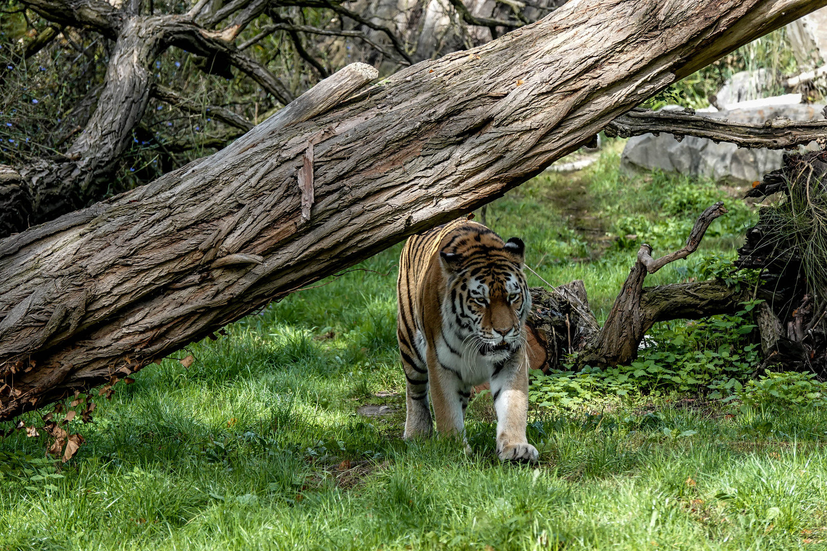 Unterwegs im Zoo Duisburg ( 05 )