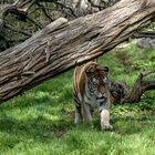 Unterwegs im Zoo Duisburg ( 05 )