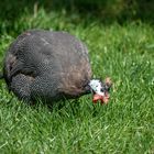 Unterwegs im Zoo Duisburg ( 06 )