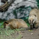 Unterwegs im Zoo Duisburg ( 07 )