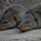 Unterwegs im Zoo Duisburg (08)