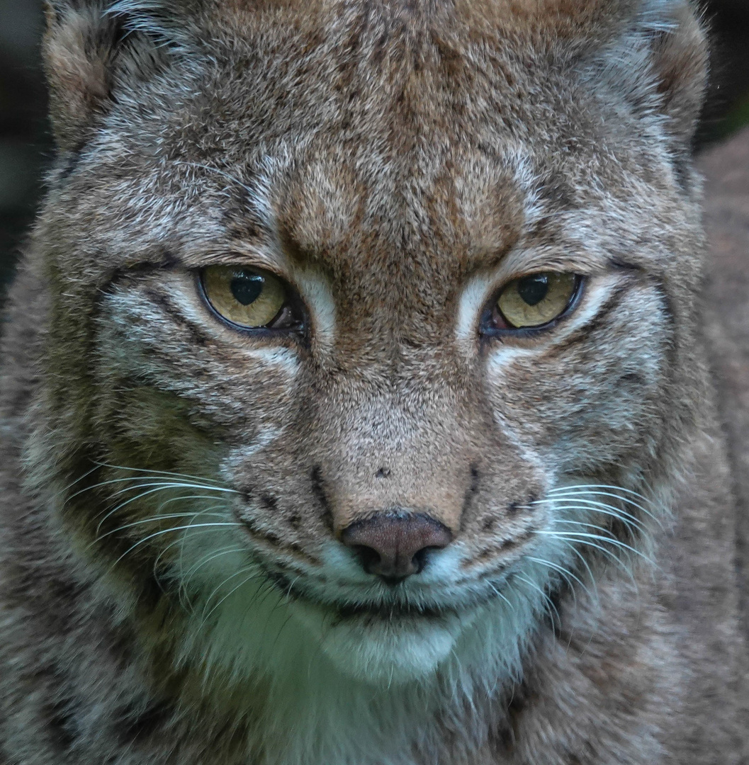 Unterwegs im Zoo Duisburg ( 09 )