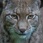 Unterwegs im Zoo Duisburg ( 09 )