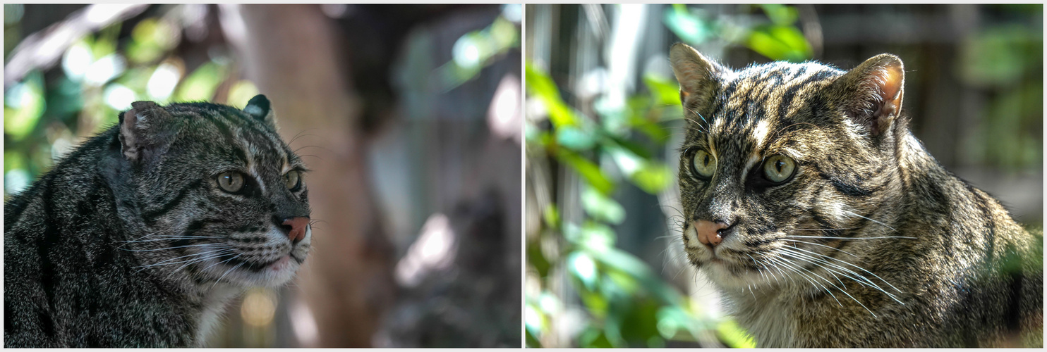 Unterwegs im Zoo Duisburg ( 10 )