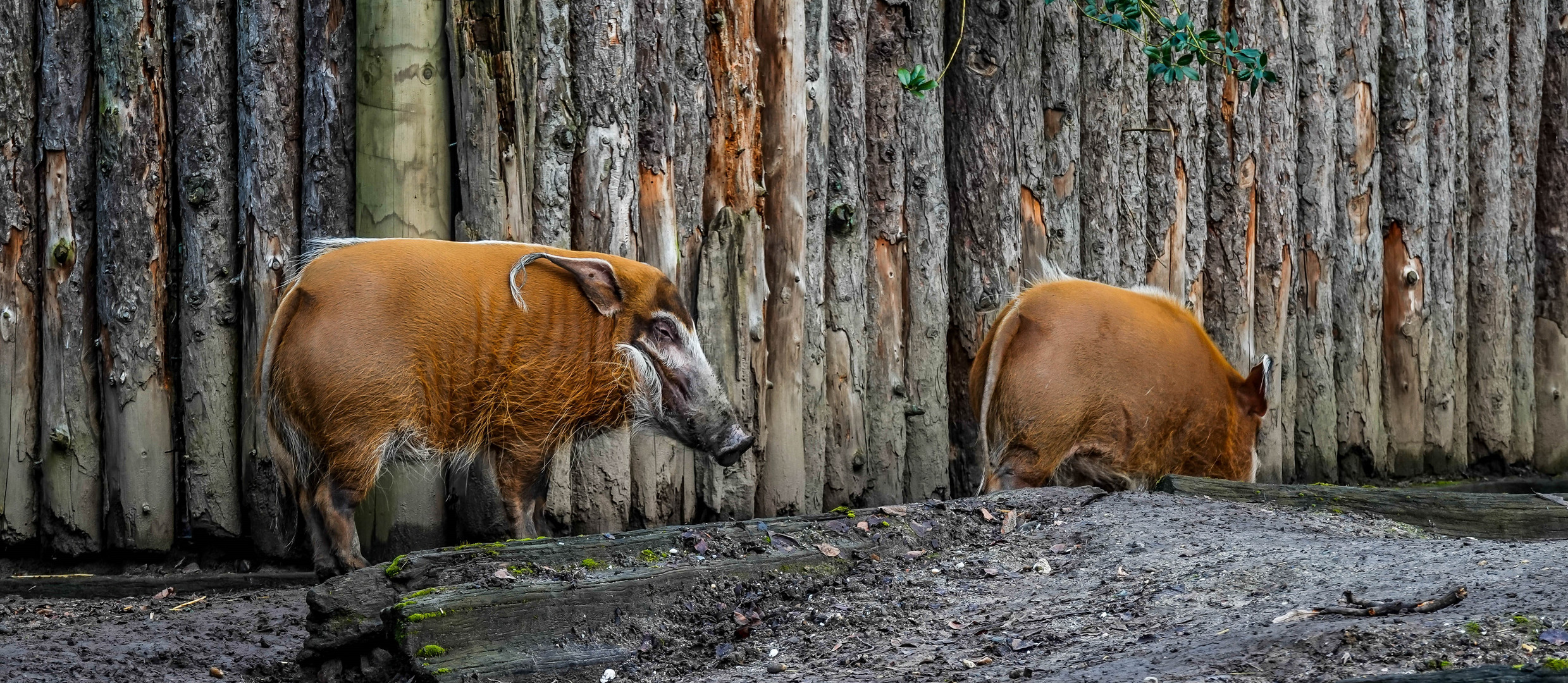 Unterwegs im Zoo Krefeld