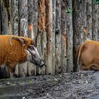 Unterwegs im Zoo Krefeld