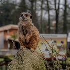 Unterwegs im Zoo Krefeld