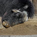 Unterwegs im Zoo Krefeld