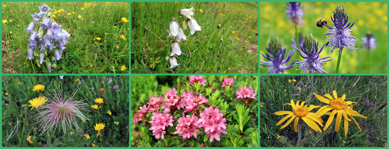 unterwegs in den Blumenwiesen