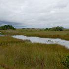 Unterwegs in den Everglades