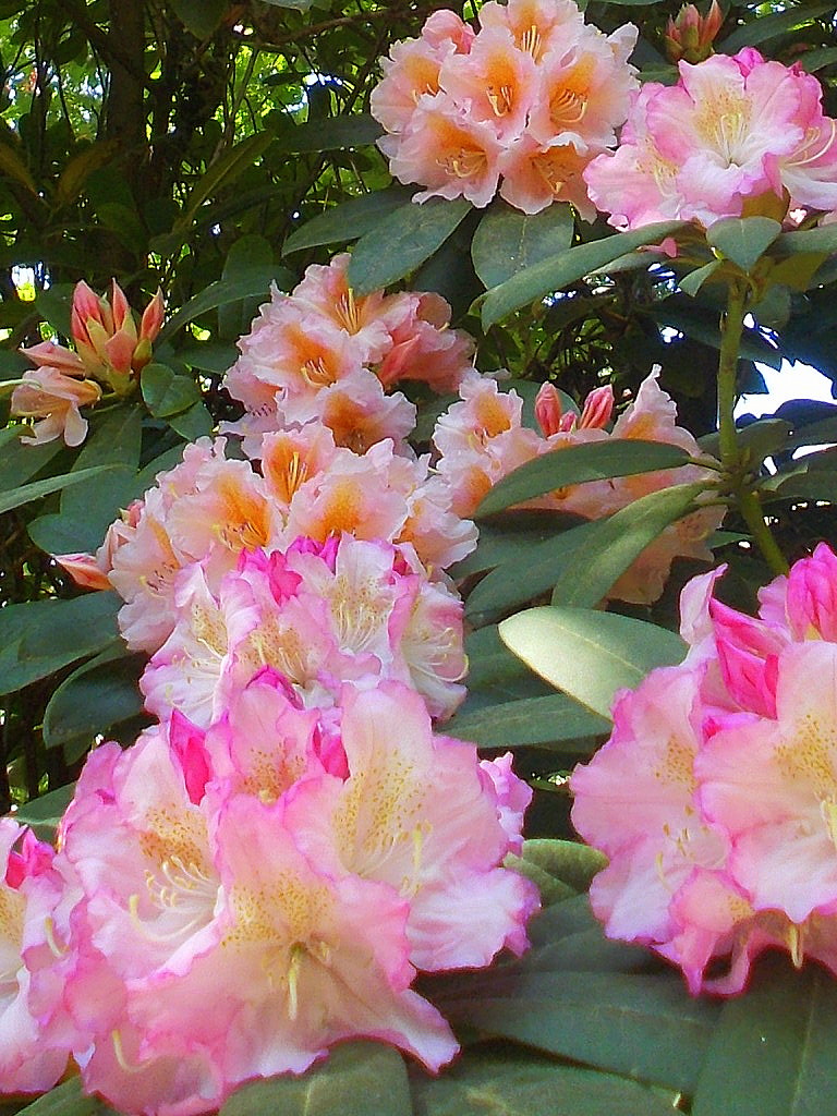 Unterwegs in den Rhododendron-Büschen  ;-)
