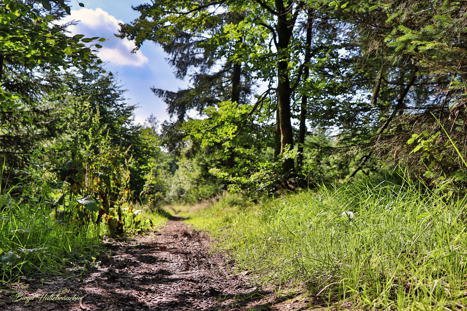 Unterwegs in den Sauerländer Wäldern