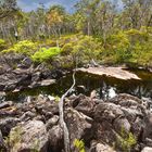 Unterwegs in den Wäldern Südwestaustraliens