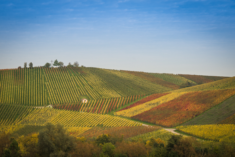 unterwegs in den Weinbergen