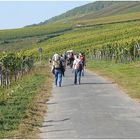 Unterwegs in den Weinbergen im Rheingau