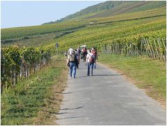 Unterwegs in den Weinbergen im Rheingau