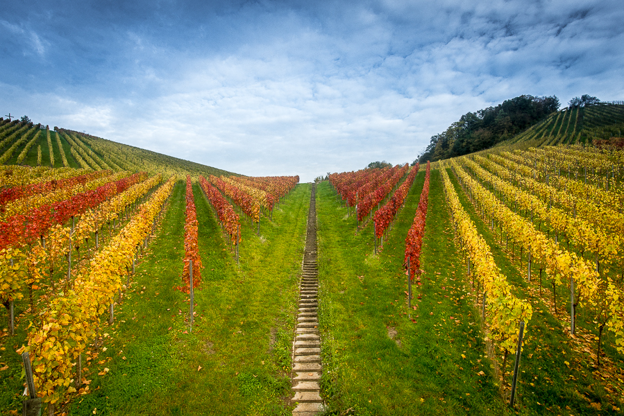 unterwegs in den Weinbergen_1