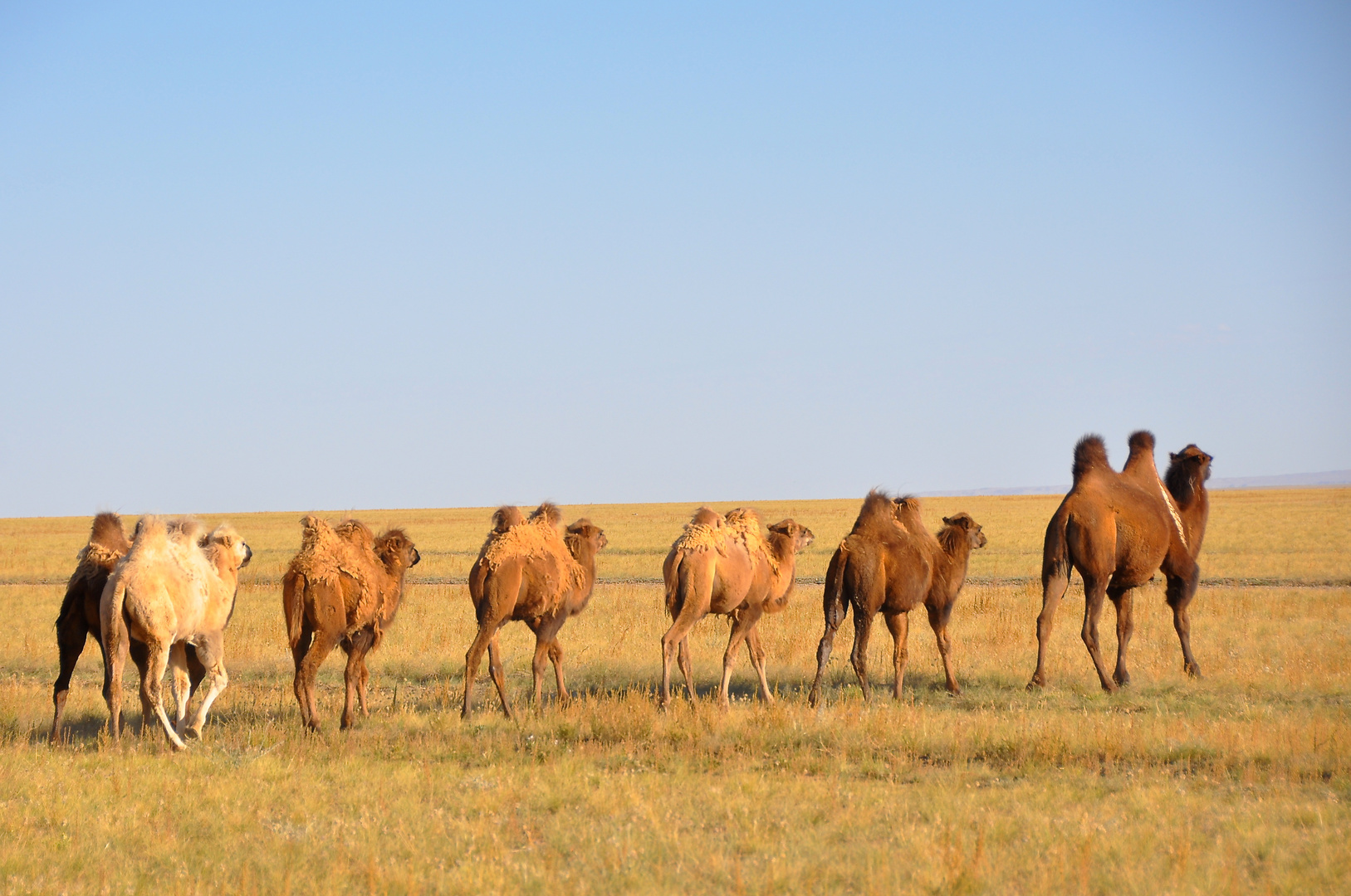 Unterwegs in der Gobi