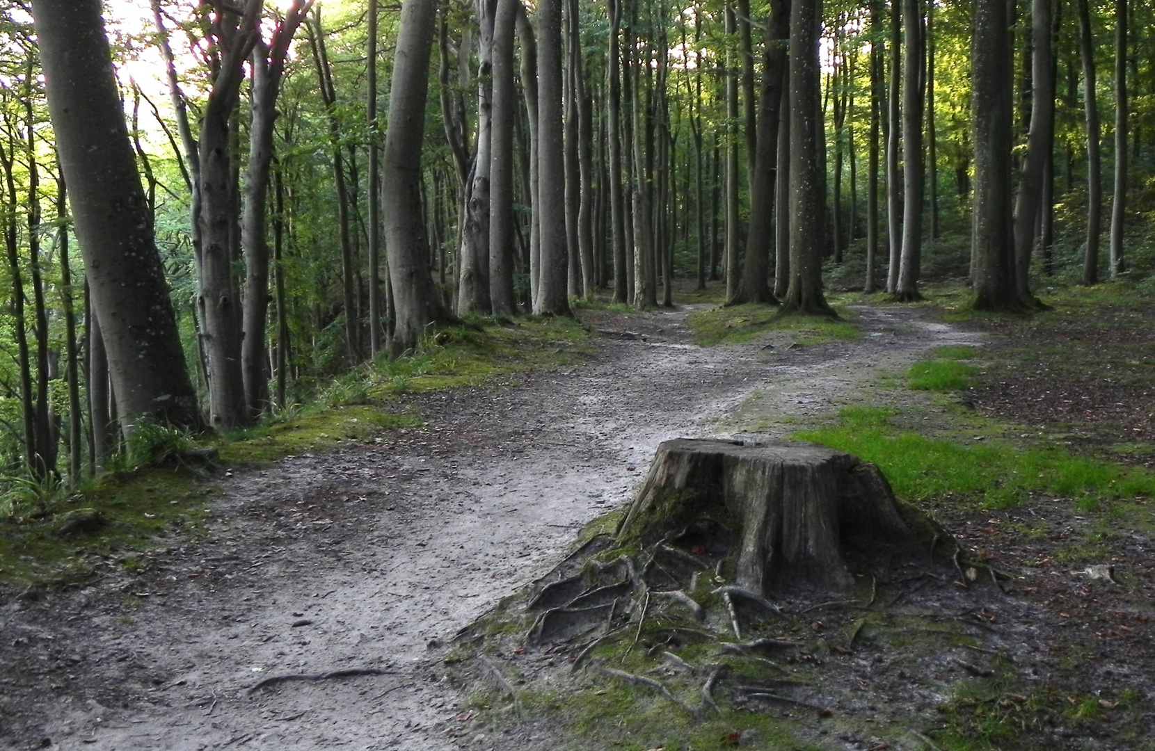 Unterwegs in der Granitz (Rügen)