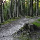 Unterwegs in der Granitz (Rügen)