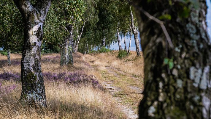 Unterwegs in der Heide  ( 3)