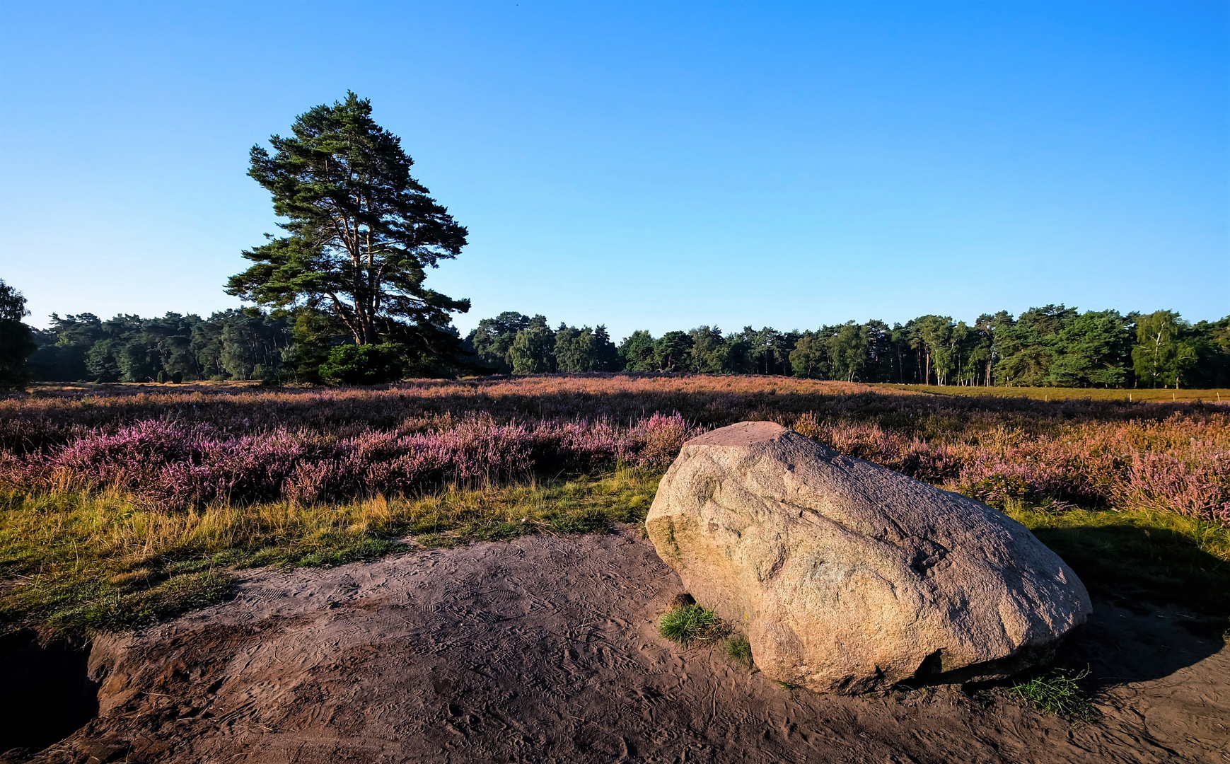 Unterwegs in der Heide