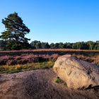 Unterwegs in der Heide