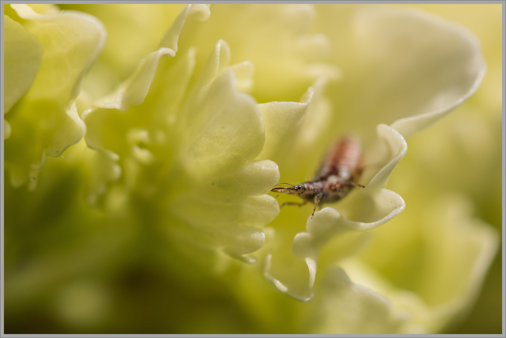 Unterwegs in der Hortensie