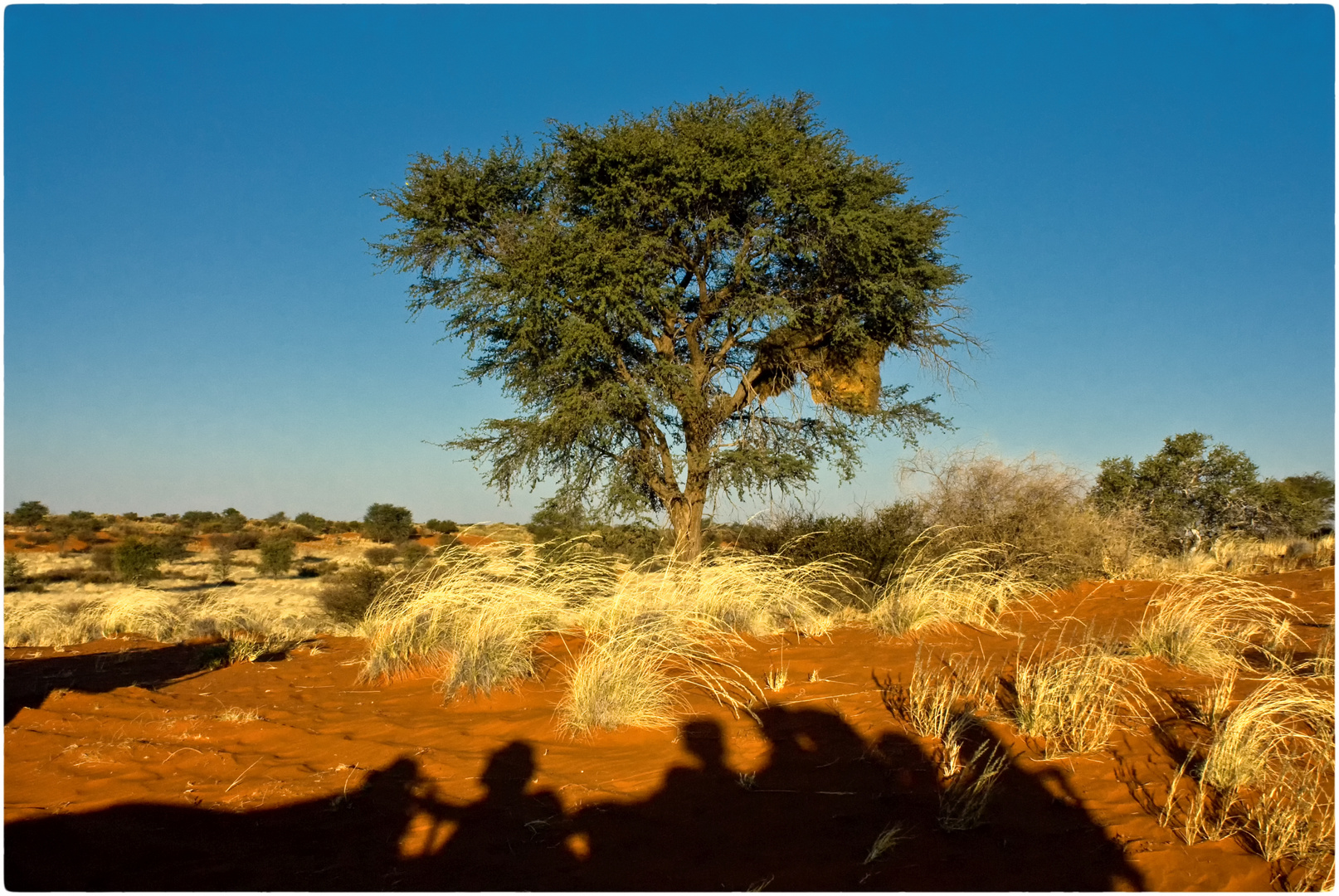 Unterwegs in der Kalahari