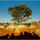 Unterwegs in der Kalahari