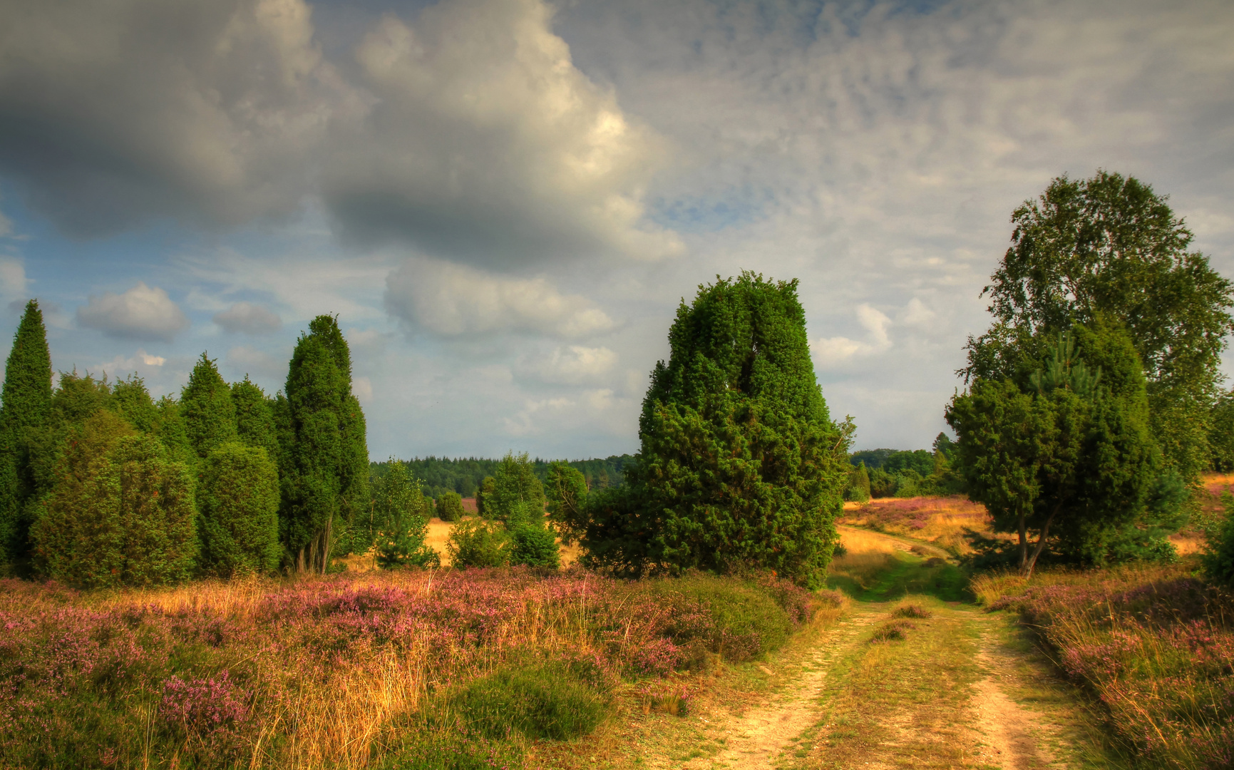 Unterwegs in der Lüneberger Heide.