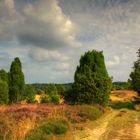 Unterwegs in der Lüneberger Heide.