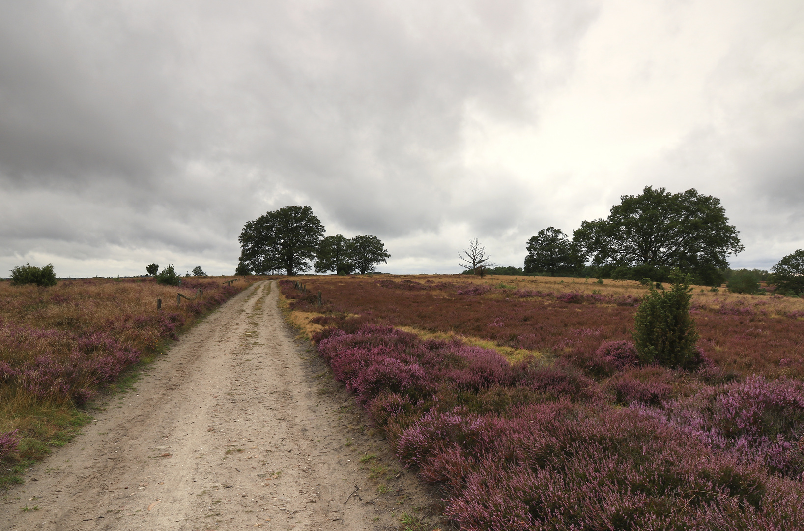 Unterwegs in der Lüneburger Heide